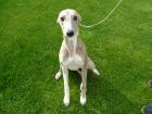 Traumhafte Whippetwelpen ! Whippet Welpen