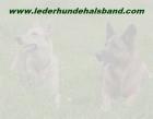 Geflochtene Hundehalsbänder