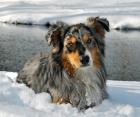 Australian Shepherd Deckrüde, o.P.