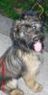 Briard-Minischnauzer Mischling