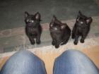 Katzenbabys suchen ein neues zu Hause