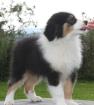 Australian Shepherd Welpen Audrey und Marlon