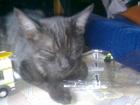 1 getigerte Katze und 1 Kater ...