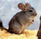 2 Chinchillas zu verschencken!!!!