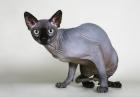 Haarlosen Sphynx Katzen mit Papieren