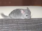 Mehrere Chinchillas abzugeben