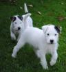 Jack Russell Terrier Welpen