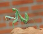 Sphodromantis viridis