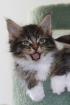 3 Maine Coon Kater suchen SIE (ab Ende Nov. 10)