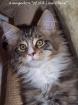 Typvoller Maine Coon Jungkater