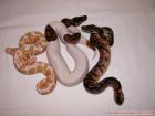 Pythons, Angola, Königspython / Ball - Pied - Calico - Albino