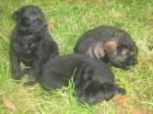 Groenendael Labrador Mischlings Welpen anbzugeben