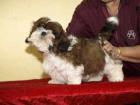 Shih tzu welpen und jungtiere