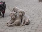 Weimaranerwelpen