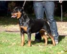 Junge Rottweiler Hündin Bess sucht neues Zuhause!