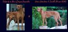 Reinafrikanische Rhodesian Ridgeback Welpen/ South African Hunter Kennel