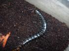 Tanzania Blue Leg Centipede (NZ Deutschland) in eingerichteter ProPlast-Dose zu 