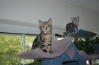 Kater in golden tabby classic sofort abzugeben