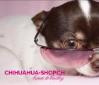 Winterfeeling im Chihuahua-Shop.ch luna & bailey