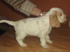 Engl. Cocker Spaniel Welpen VDH Papiere