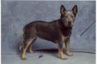 Australian Cattle Dog Welpen - VDH