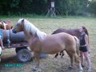 Verkaufe Haflinger