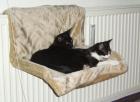 Katze und kater 6 monate alt