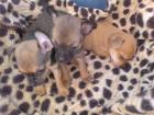 Chihuhua mix pinscher