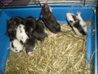 Ratten jungs suchen neue 