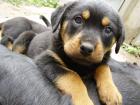 Rottweiler Welpen