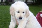 Reinrassige Golden Retriver Welpen