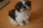 SHIH TZU  hündin / Welpe