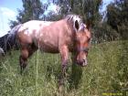 Appaloosa-Stute