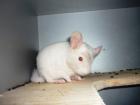 2 Chinchilla-Böcke suchen neue Familie