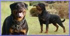 Rottweilerwelpen aus Spitzenverpaarung !!!