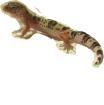 Leopardgecko NZ2021 High Yellow x wildfarben