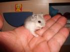 Junge Dsungarische Zwerghamster Hamster