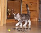 Super schmusige Maine Coon Babies