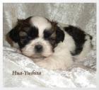 Shih-Tzu Welpen