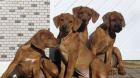 Noch 3 Rhodesian Ridgeback Welpen-Mädels abzugeben