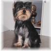 Yorkshire Terrier Rüde VDH Preis: 750 EUR