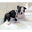 Reinrassiger Boston Terrier Welpen 