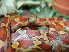 Pantherophis guttatus Kornnatter Okeetee