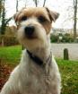 Parson Russell Terrier Zucht von Morrien .......Wurfplanung!!!!