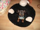 * * * Mini-Rehpinscher-Welpe * * *