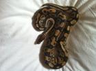 Python regius het for Piebald 100 %