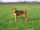 Rhodesian-Ridgeback Deckrüde Aamon