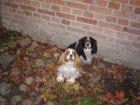 Cavalier King Charles Spaniel