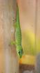 Nachzucht Phelsuma mad. Grandis (gr. Taggecko)