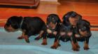 Deutsche Pinscher Welpen